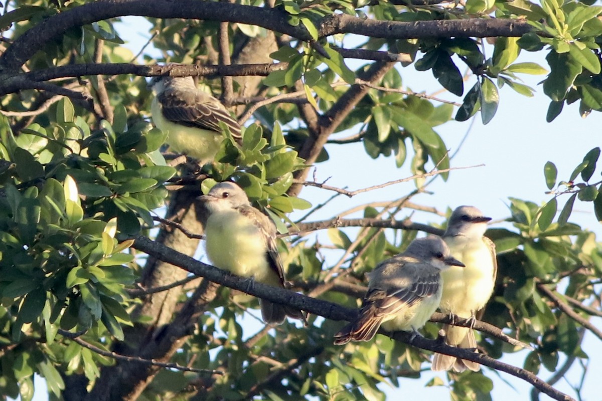 Couch's Kingbird - ML637482595