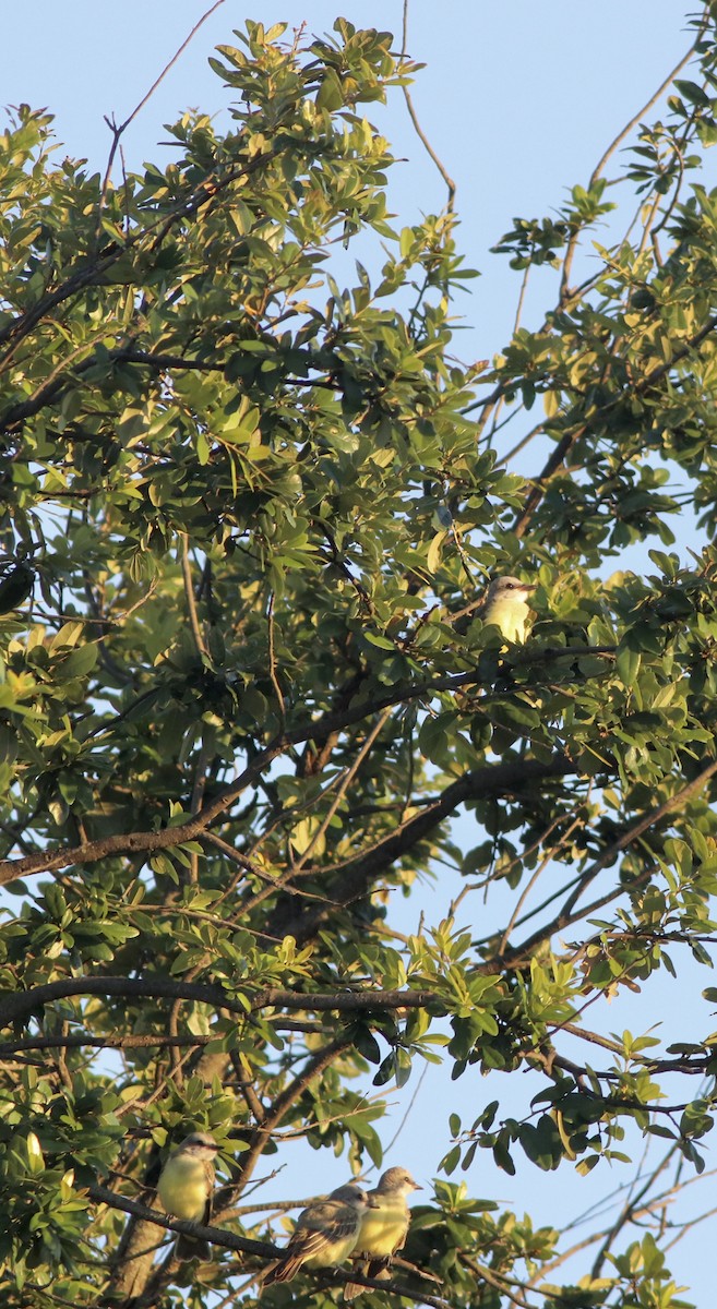 Couch's Kingbird - ML637482596