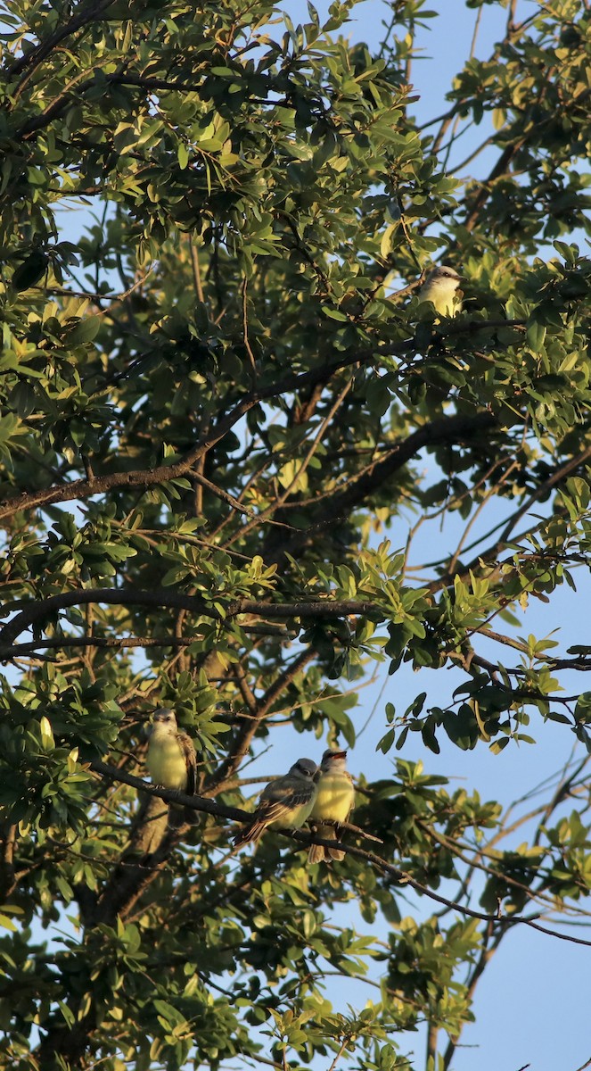 Couch's Kingbird - ML637482597