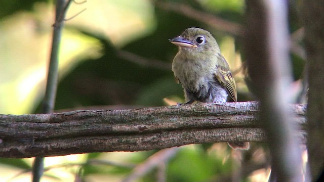 Western/Eastern Olivaceous Flatbill - ML637482651