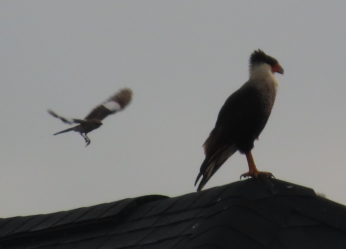 Crested Caracara - ML637482661