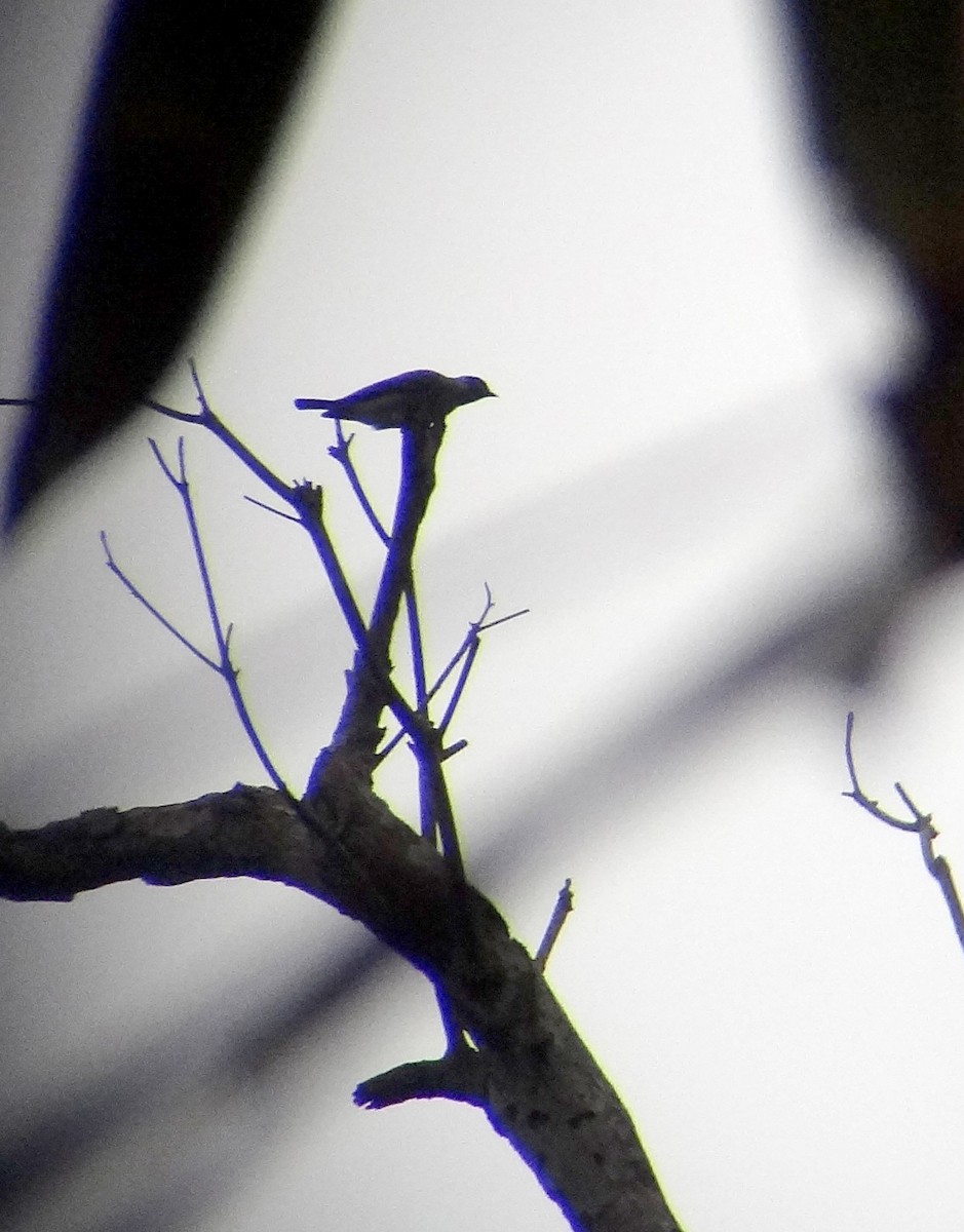 Black-faced Cotinga - ML637482706