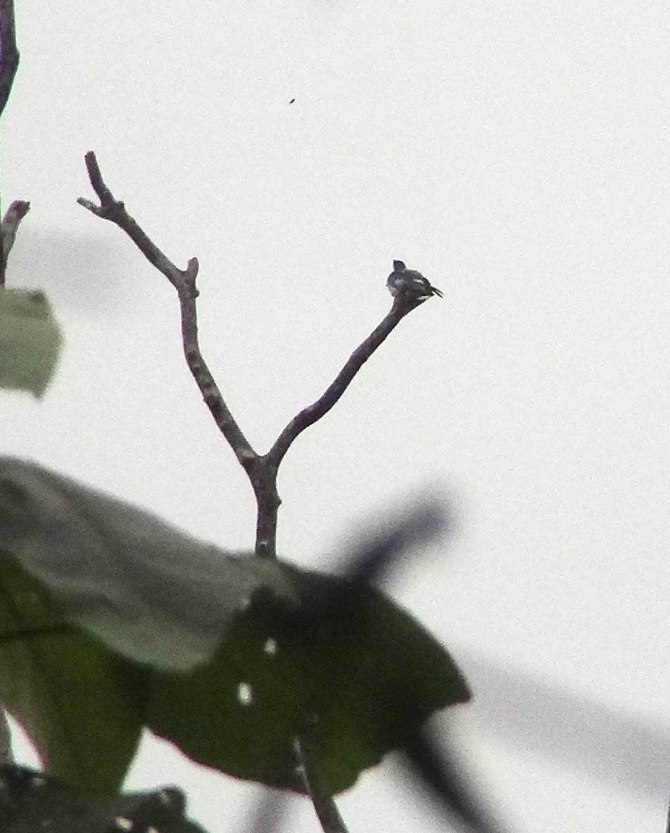 Black-faced Cotinga - ML637482707
