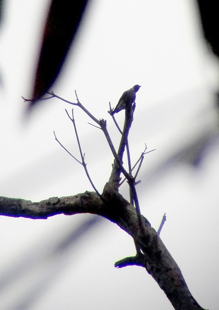 Black-faced Cotinga - ML637482708