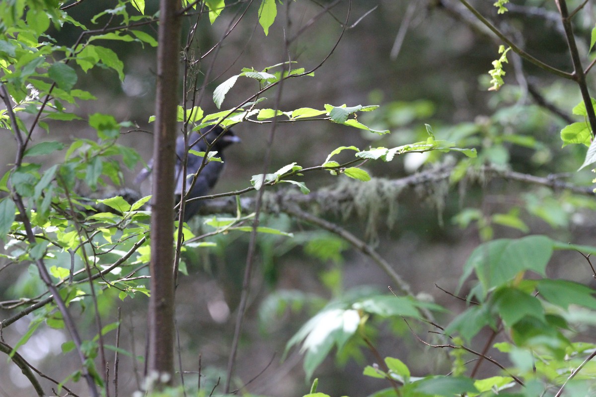 Canada Jay - ML637482716