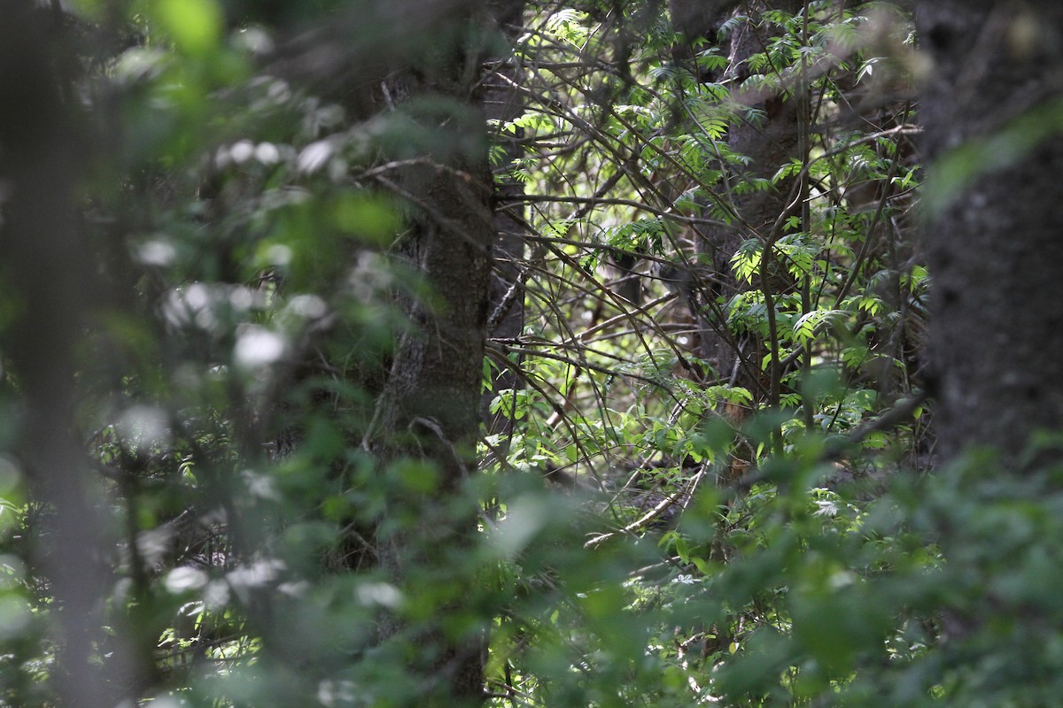 Canada Jay - ML637482718