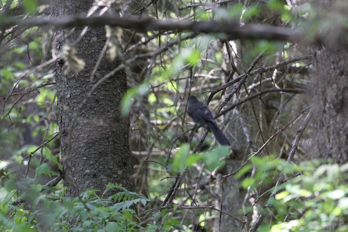 Canada Jay - ML637482719