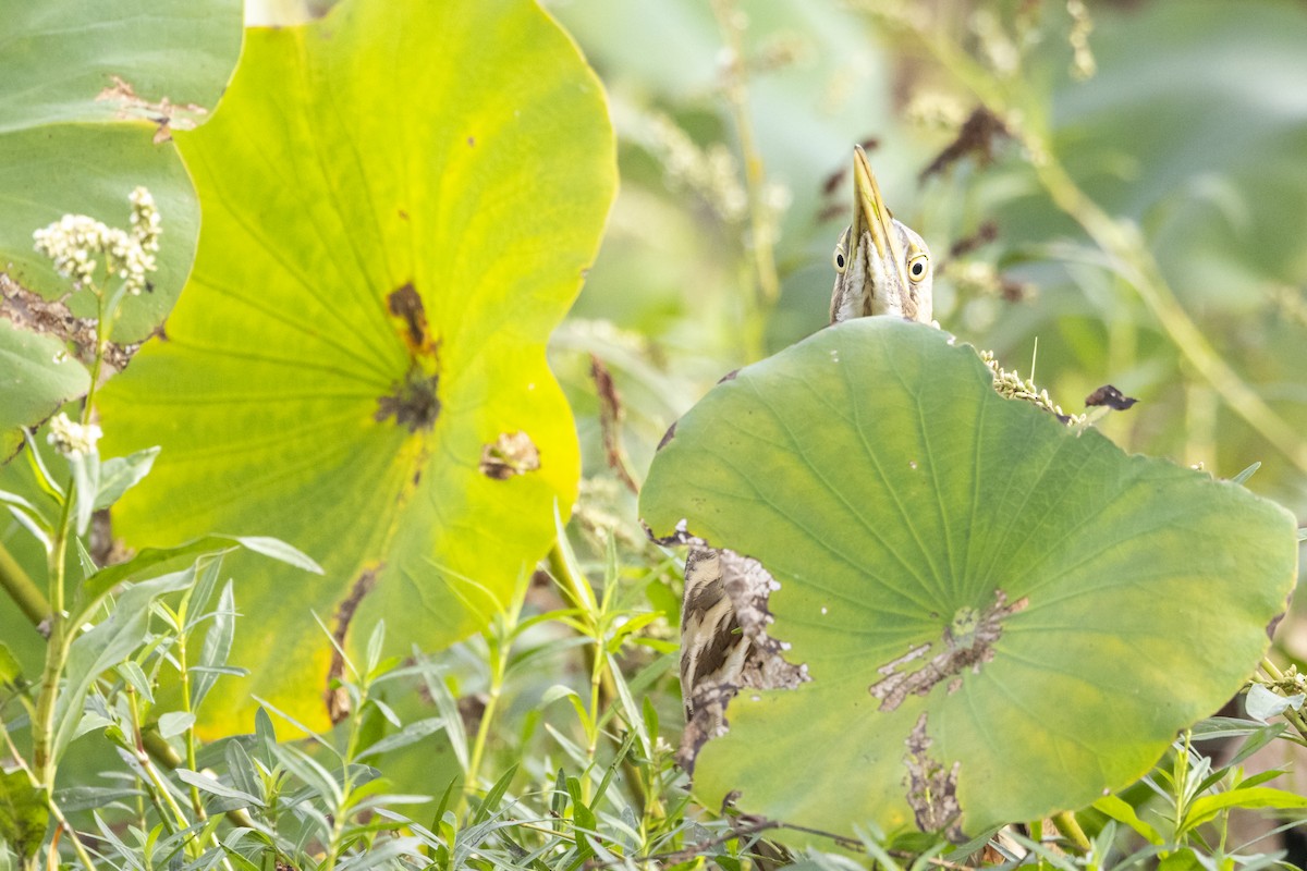 American Bittern - ML637482842