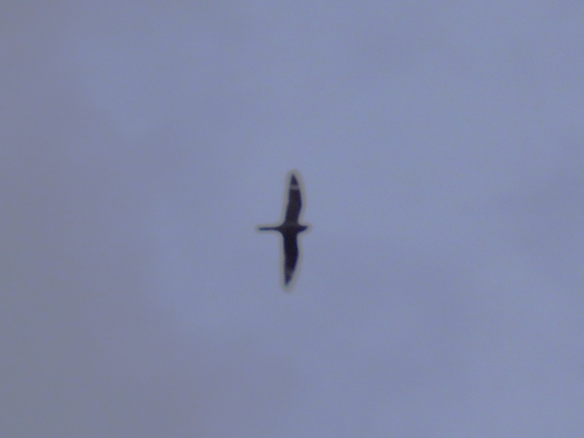 Common Nighthawk - ML637482861