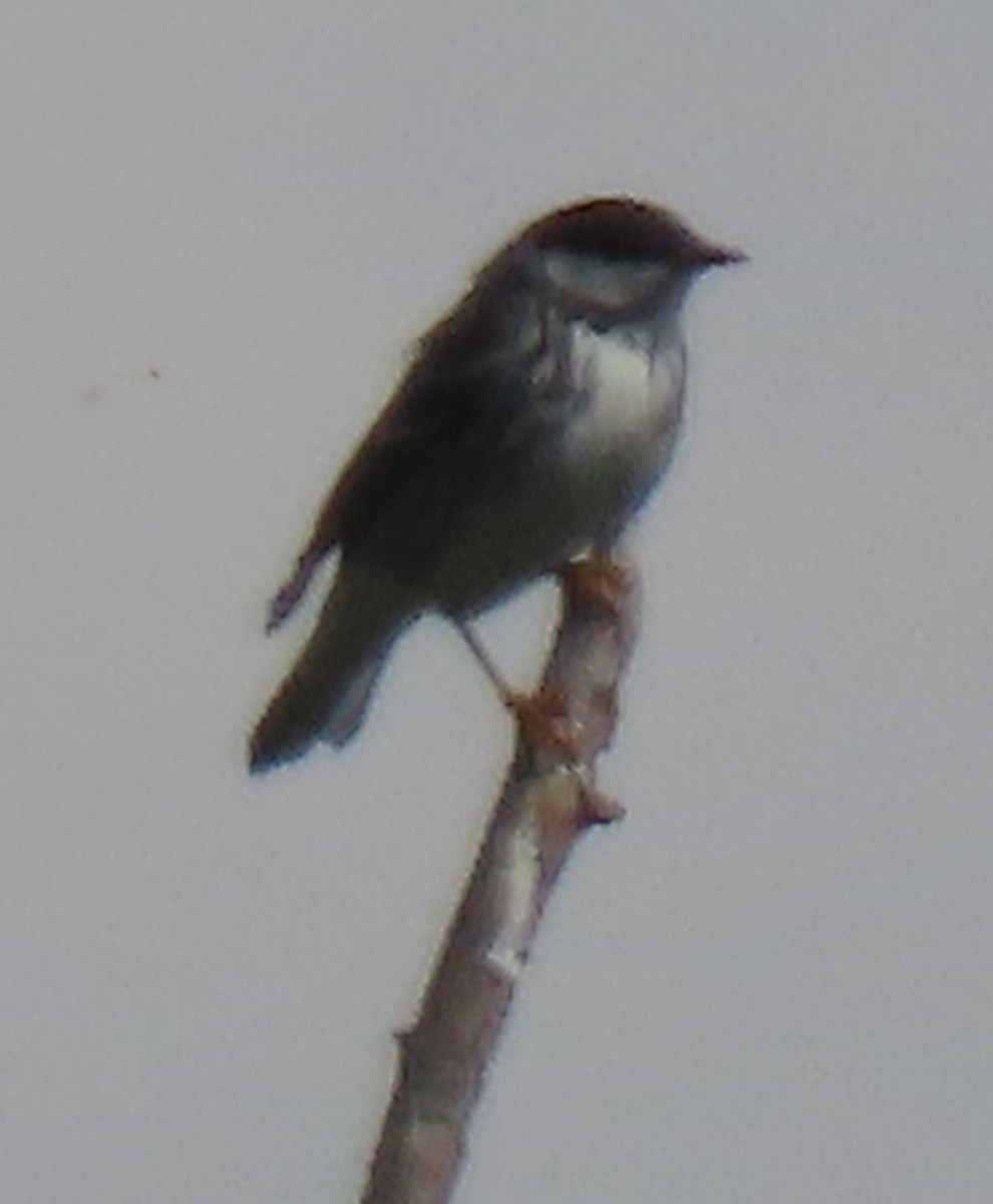 Blackpoll Warbler - ML637482865