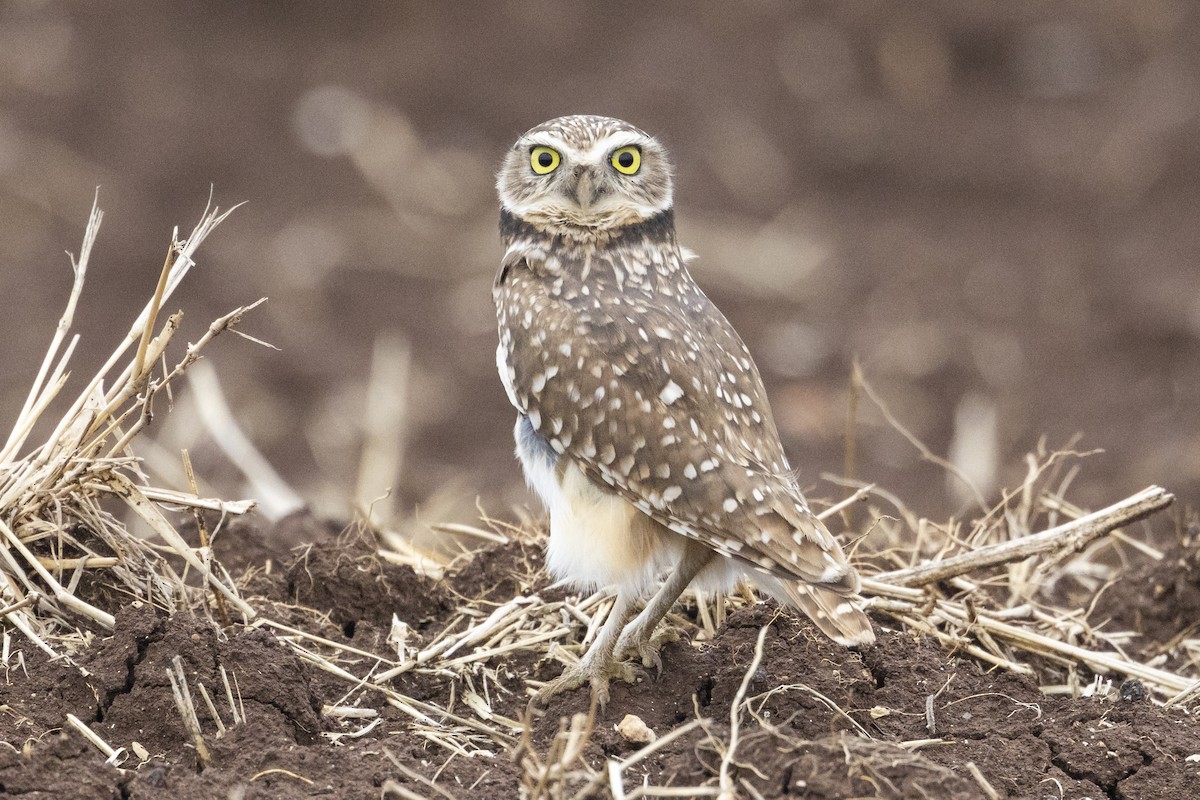 Burrowing Owl - ML637482873
