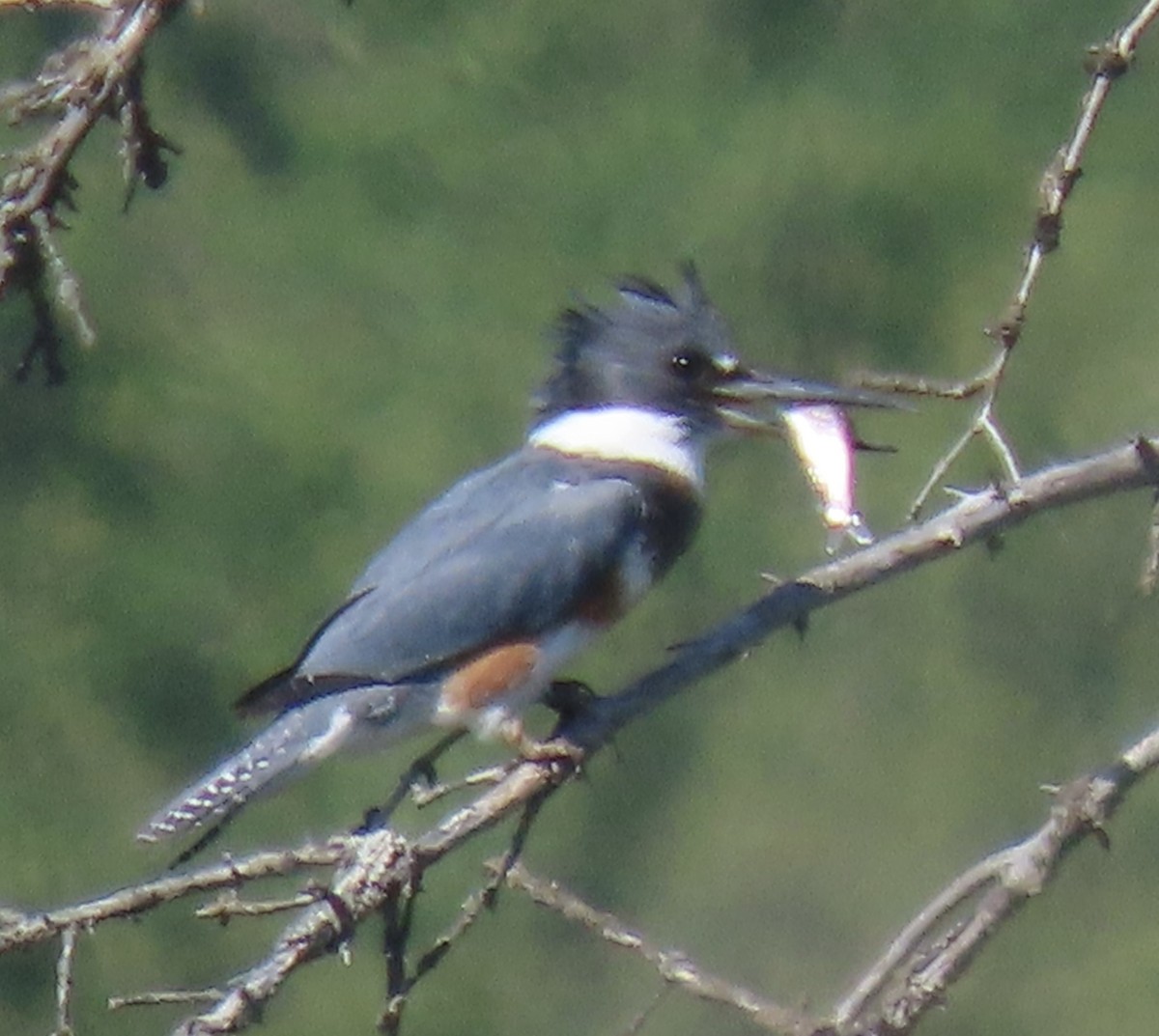 Belted Kingfisher - ML637482876