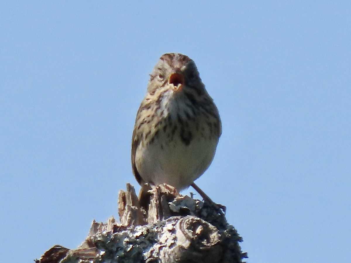 Lincoln's Sparrow - ML637482915