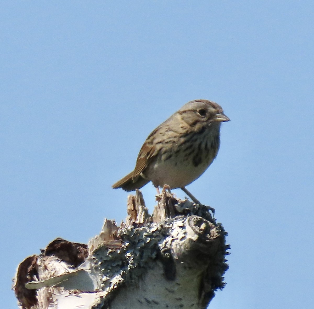Lincoln's Sparrow - ML637482916
