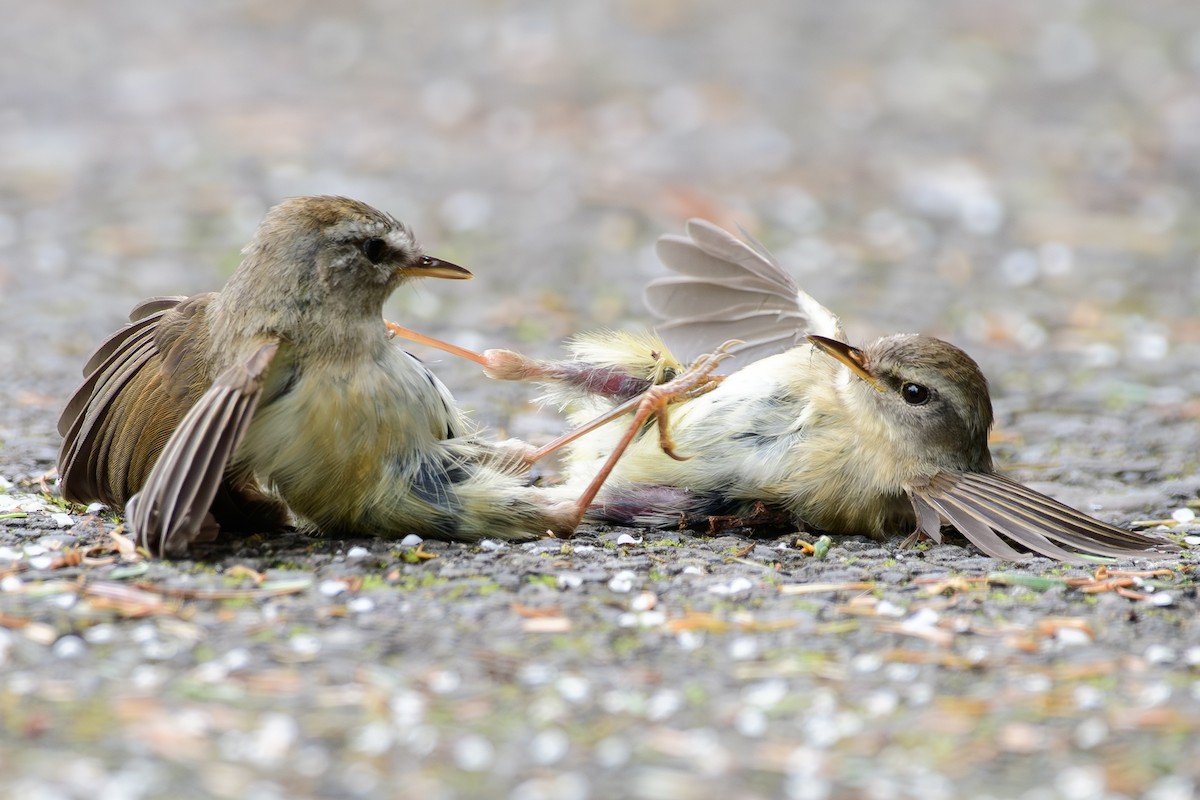 Yellowish-bellied Bush Warbler - ML637482925