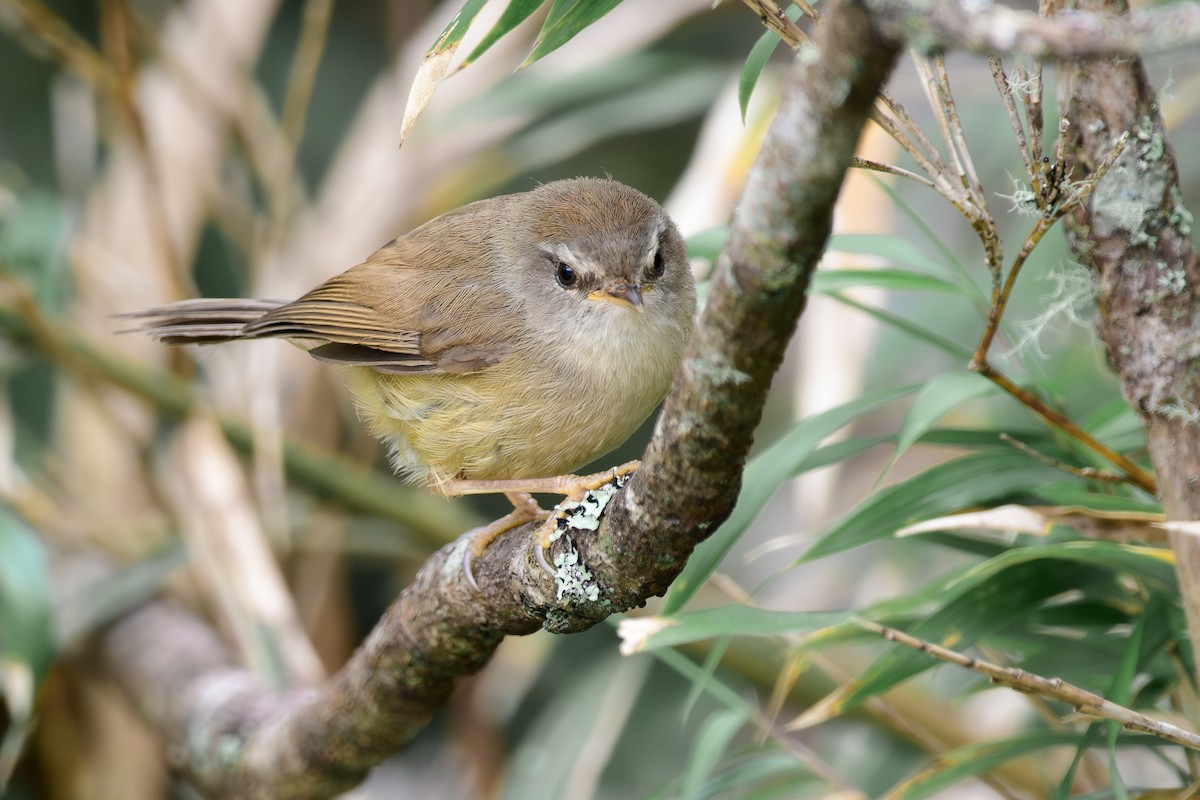 Yellowish-bellied Bush Warbler - ML637482926