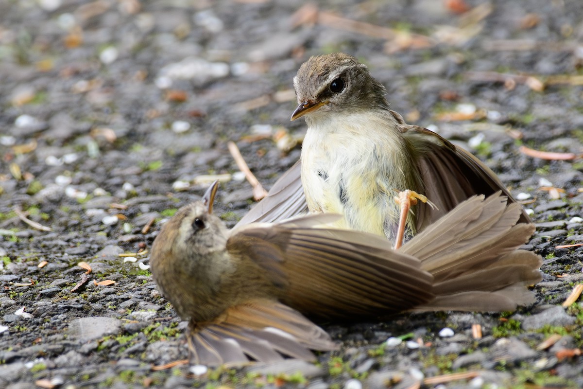 Yellowish-bellied Bush Warbler - ML637482927