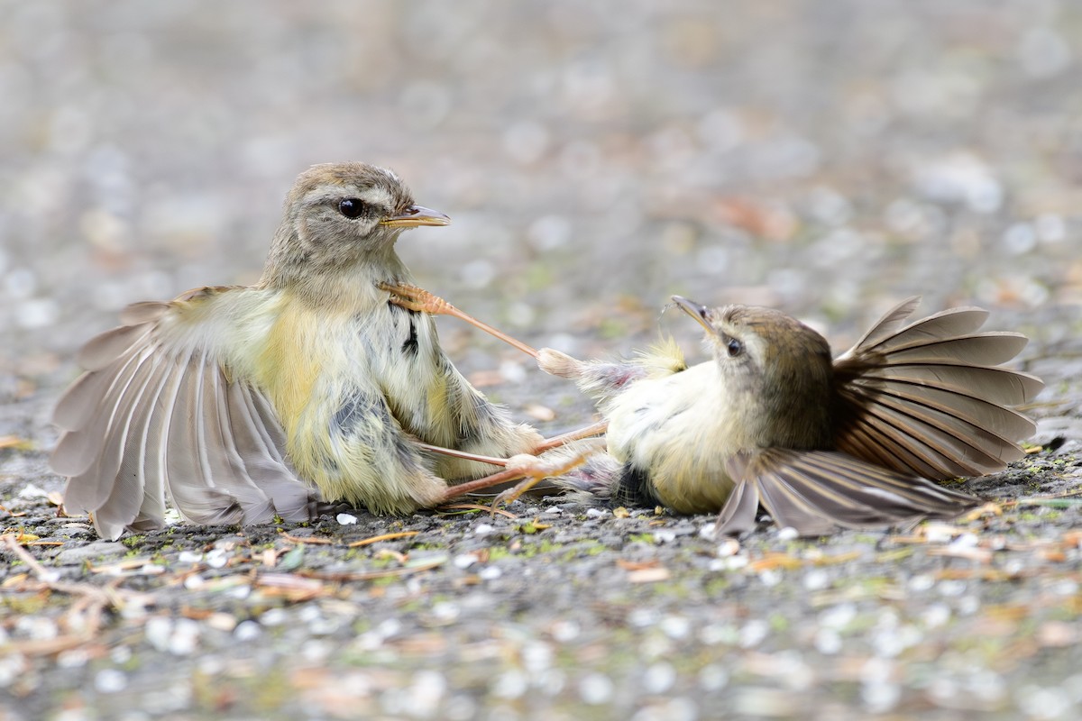 Yellowish-bellied Bush Warbler - ML637482928