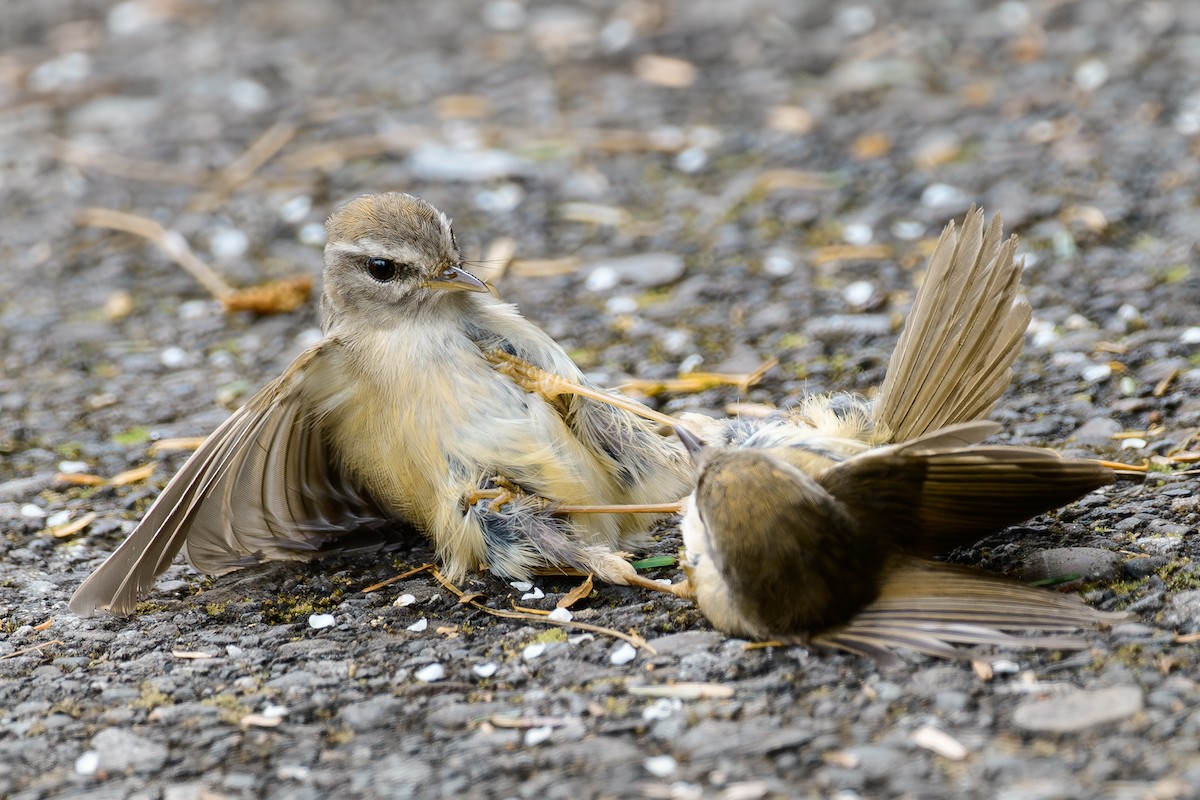Yellowish-bellied Bush Warbler - ML637482929