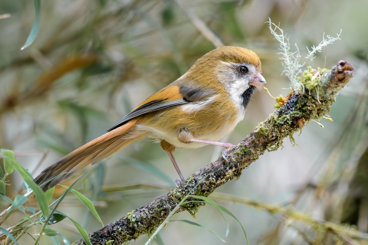 Golden Parrotbill - ML637482947