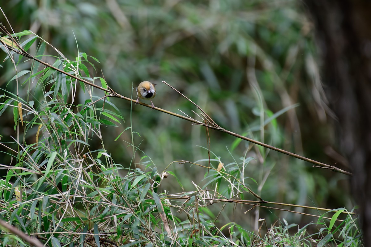 Golden Parrotbill - ML637482949
