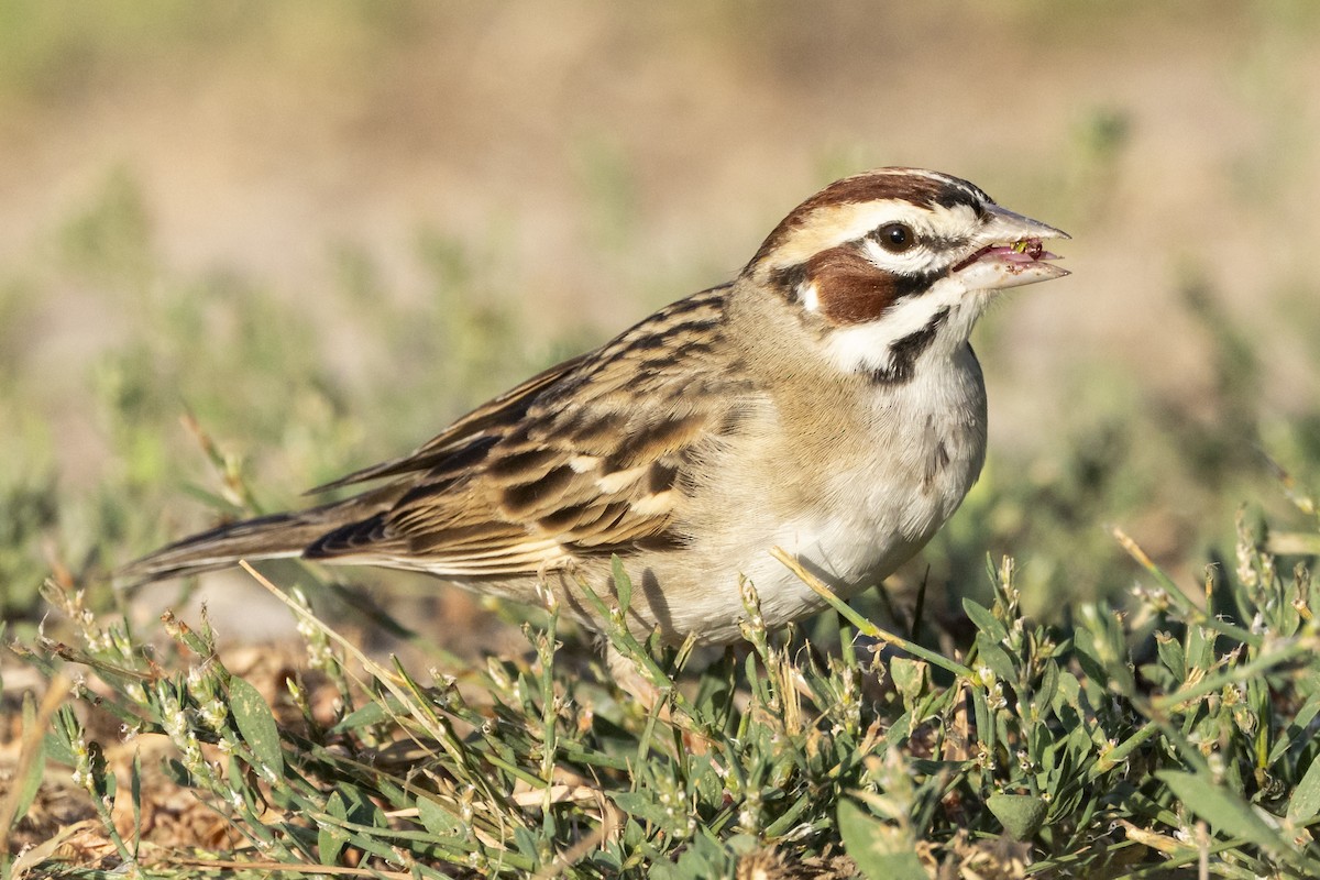 Lark Sparrow - ML637483005