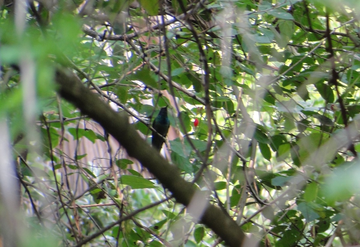 Mexican Violetear - ML637483011