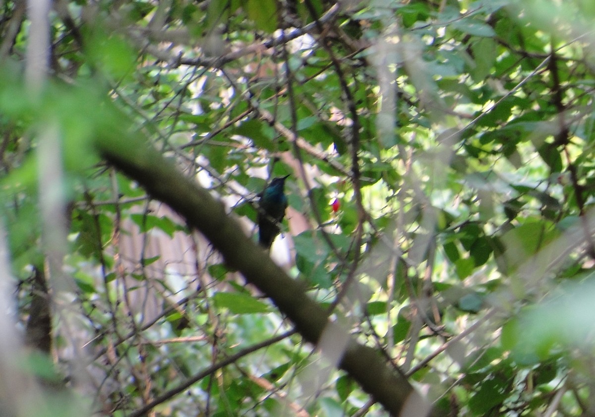 Mexican Violetear - ML637483012