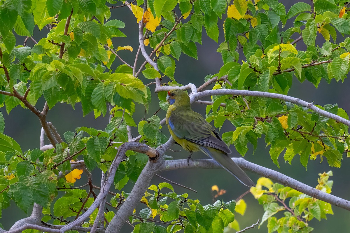Green Rosella - ML637483086
