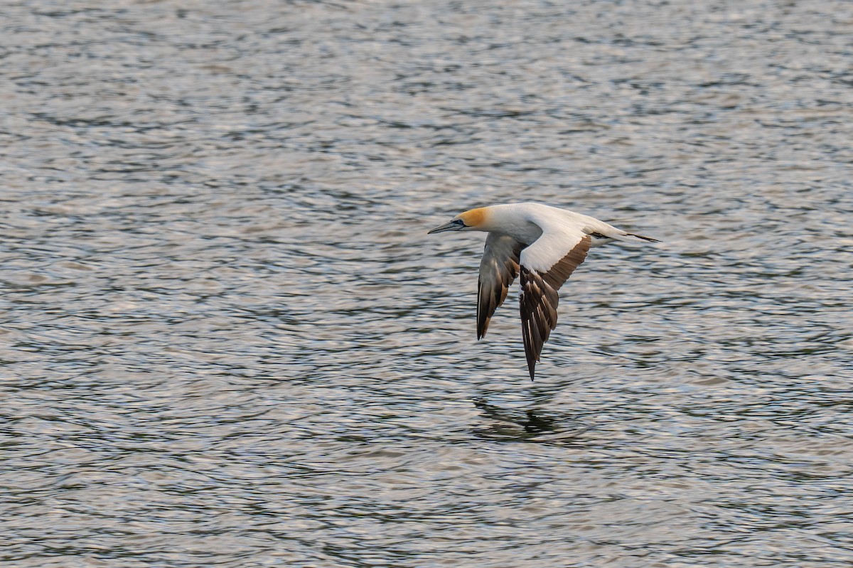 Australasian Gannet - ML637483109