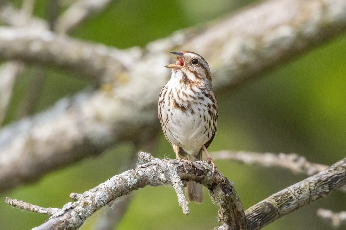 Song Sparrow - ML637483118