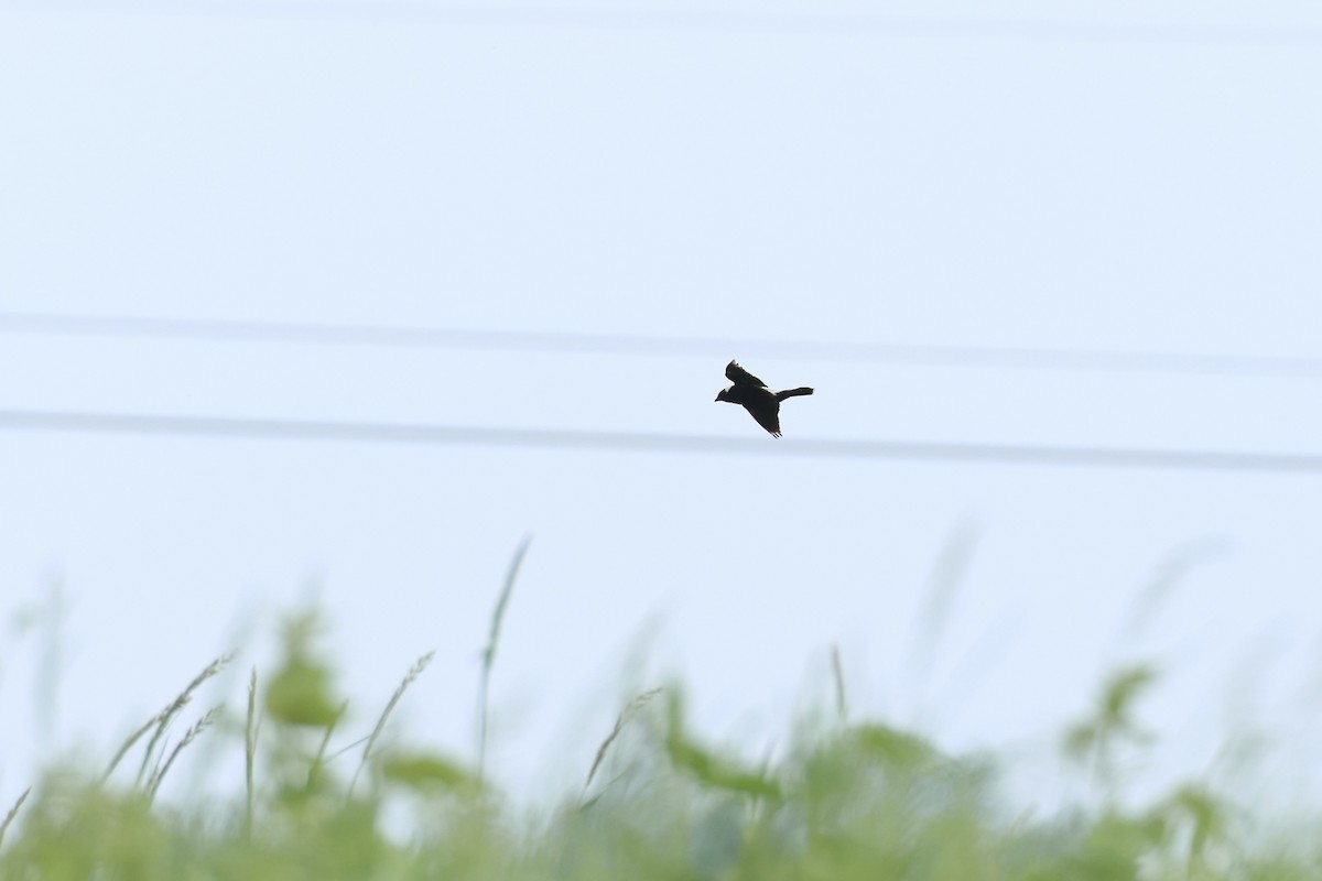Bobolink - ML637483179