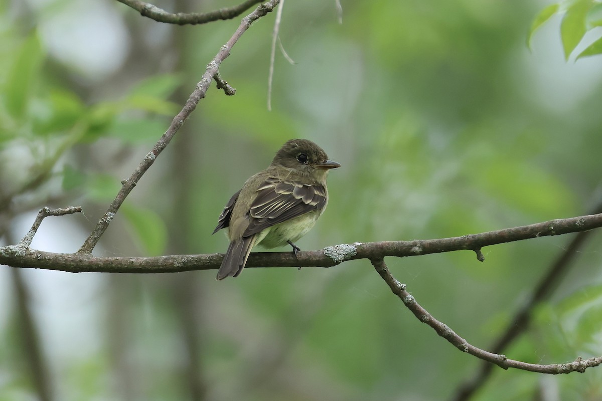 Alder Flycatcher - ML637483188