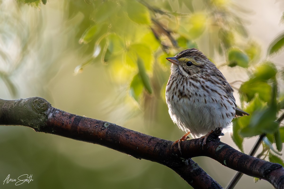 Savannah Sparrow - ML637483260
