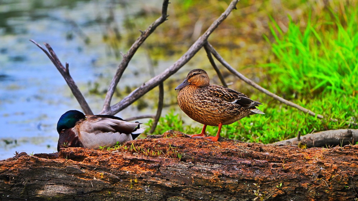 Mallard - ML637483314