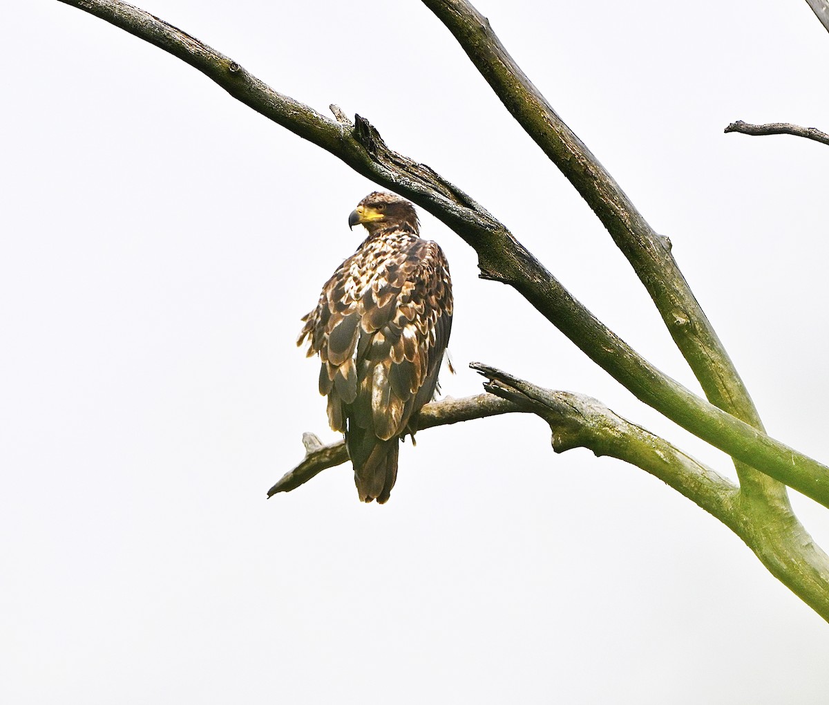 Bald Eagle - ML637483316