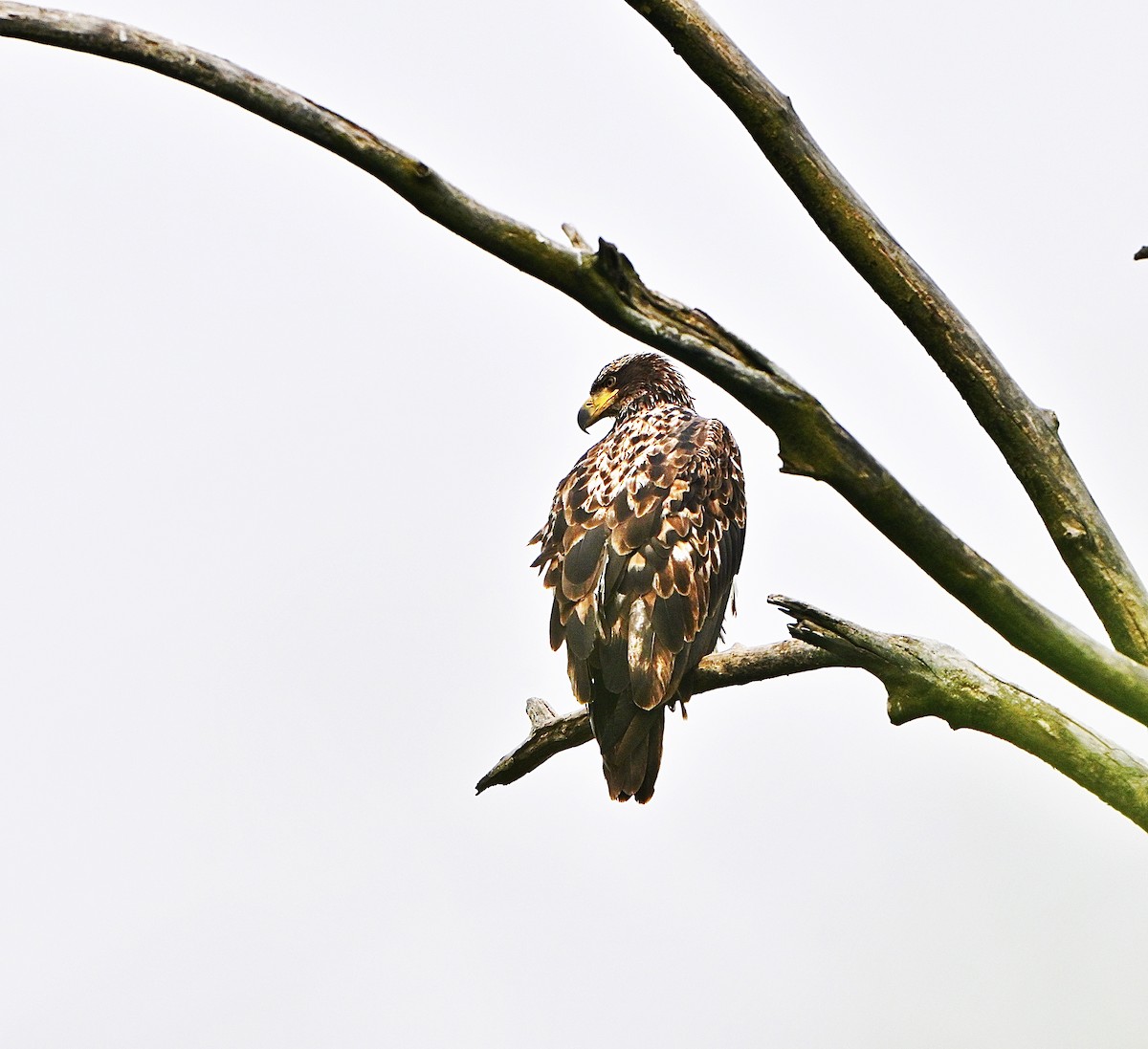 Bald Eagle - ML637483317