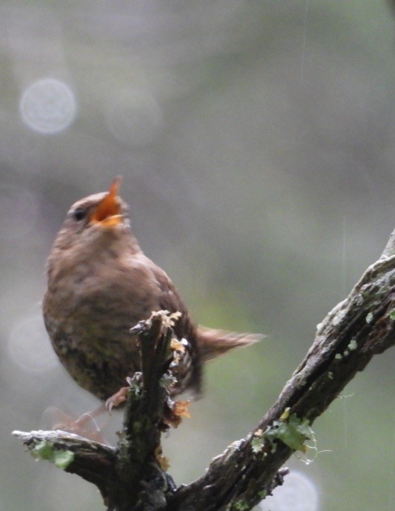 Pacific Wren - ML637483318