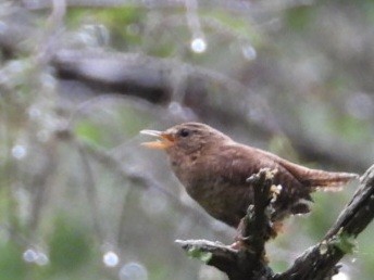 Pacific Wren - ML637483319