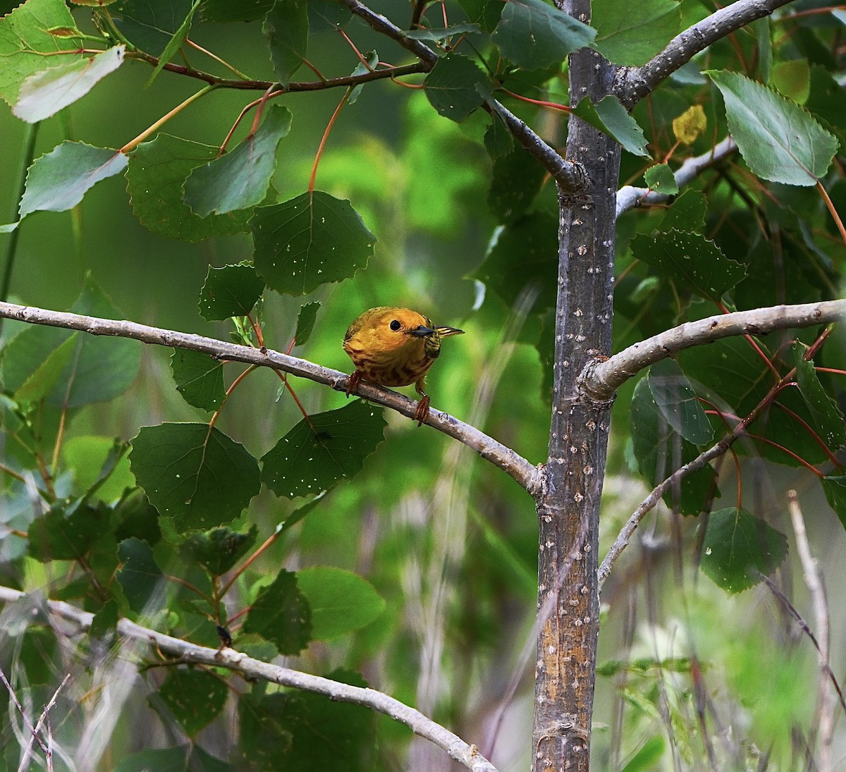 Yellow Warbler - ML637483325