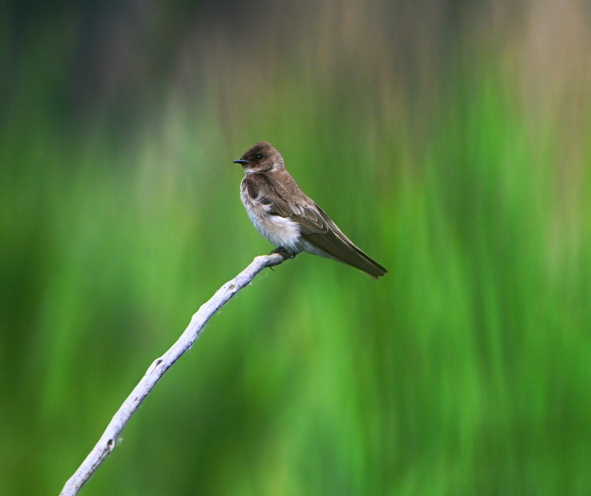 Northern Rough-winged Swallow - ML637483328