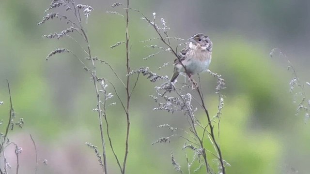 gresshoppespurv - ML637483339