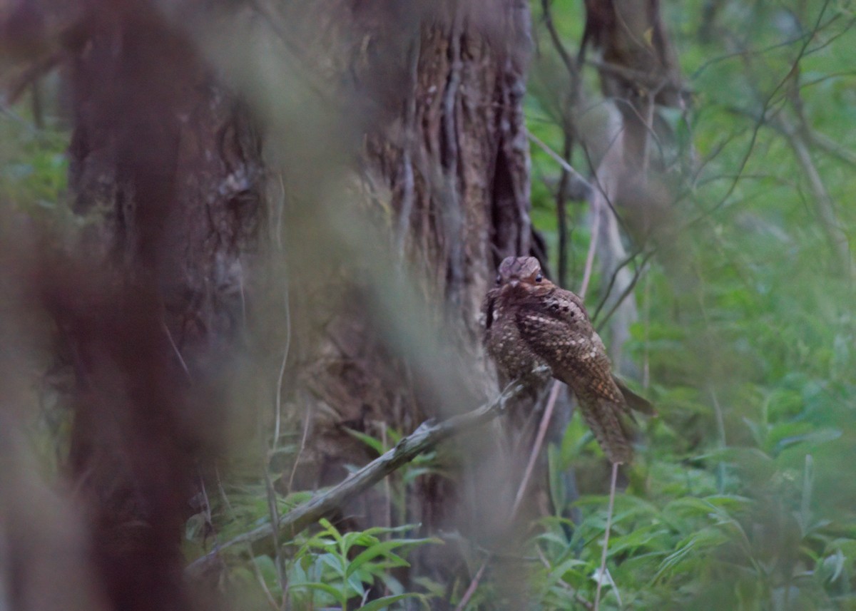 Chuck-will's-widow - ML637483395