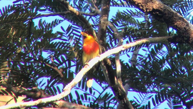 Lemon-throated Barbet - ML637483404