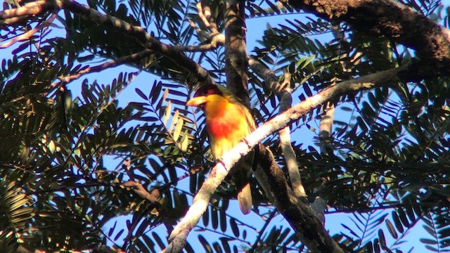 Lemon-throated Barbet - ML637483405
