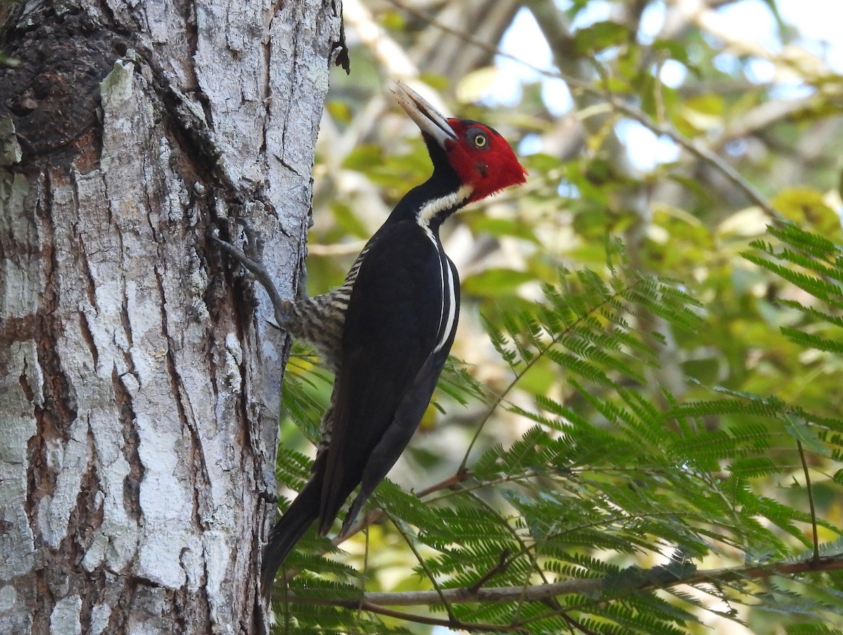 Pale-billed Woodpecker - ML637483414