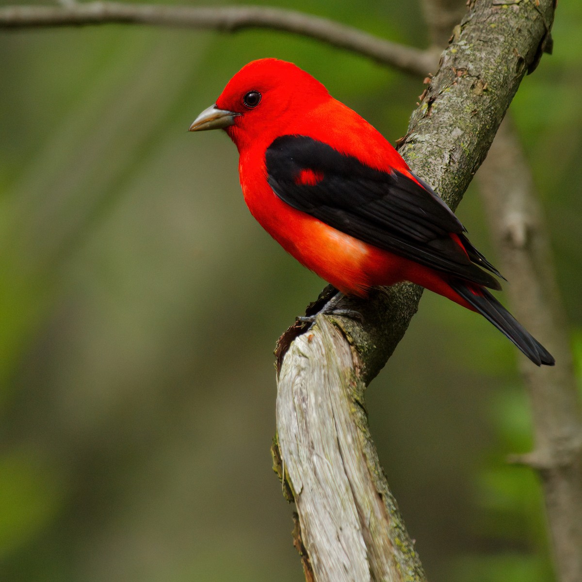 Scarlet Tanager - ML637483451
