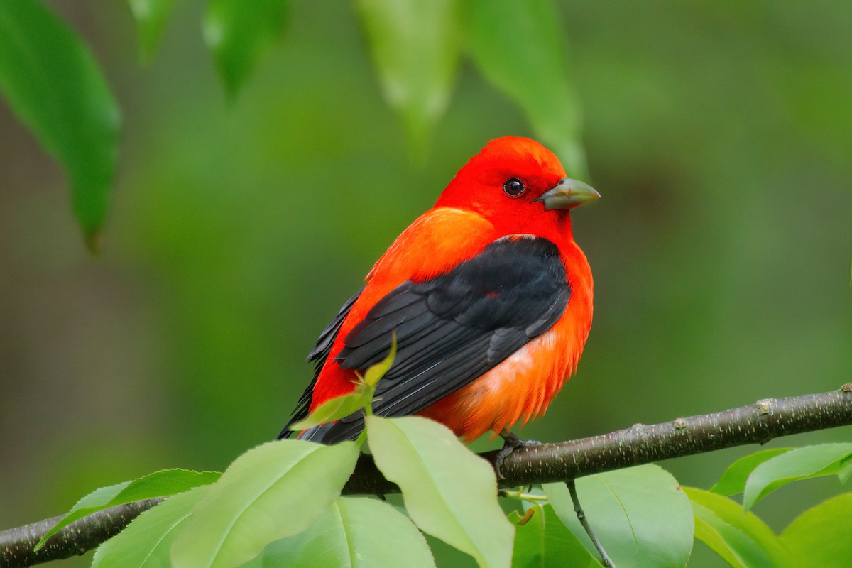 Scarlet Tanager - ML637483453
