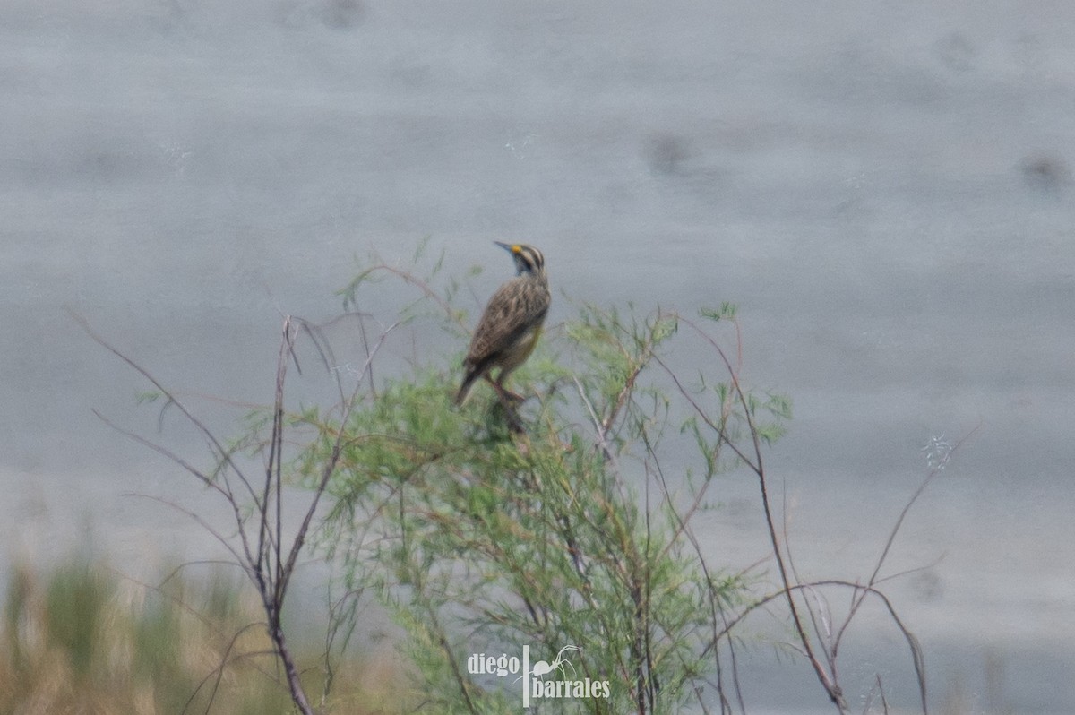 Chihuahuan Meadowlark - ML637483456