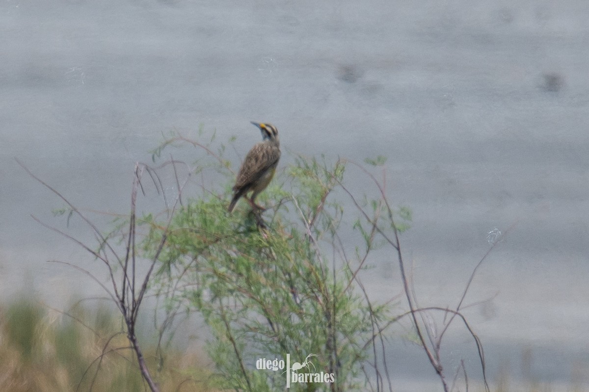Chihuahuan Meadowlark - ML637483457